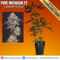 Pure Michigan - Fully Rooted Teen
