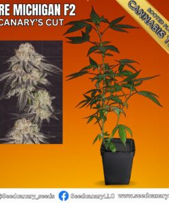 Pure Michigan - Fully Rooted Teen