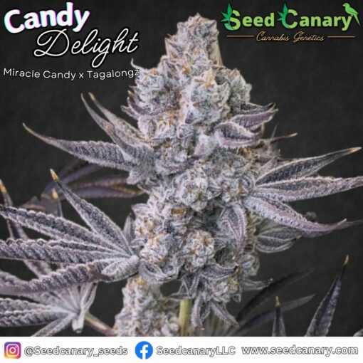Candy Delight (Miracle Candy x Tagalongz) - Regular Seeds - Image 3