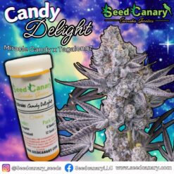 Candy Delight (Miracle Candy x Tagalongz) - Regular Seeds