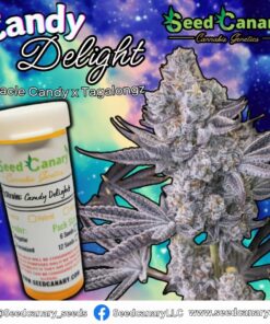 Candy Delight (Miracle Candy x Tagalongz) - Regular Seeds