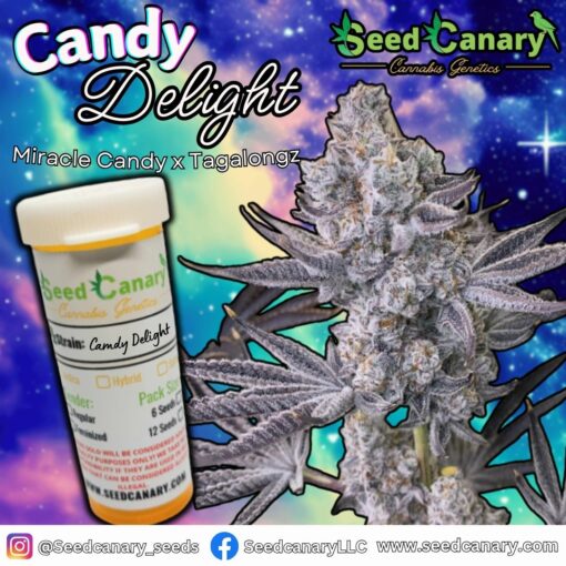 Candy Delight (Miracle Candy x Tagalongz) - Regular Seeds