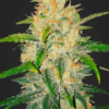 Zkittlez x Big Jack (Jack Herer x White Widow) - Auto Flower Regular 13pk