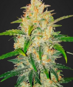 Zkittlez x Big Jack (Jack Herer x White Widow) - Auto Flower Regular 13pk