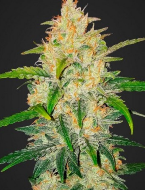 Zkittlez x Big Jack (Jack Herer x White Widow) - Auto Flower Regular 13pk