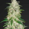 Gelat OG (Gelato x OG Kush) Auto Flower Regular Seeds 40pk Auto