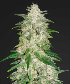 Gelat OG (Gelato x OG Kush) Auto Flower Regular Seeds 13pk