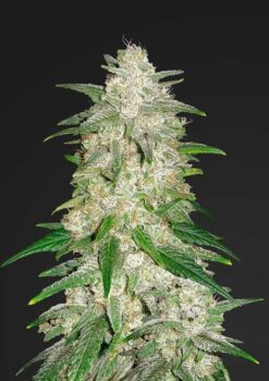 Gelat OG (Gelato x OG Kush) Auto Flower Regular Seeds 40pk Auto