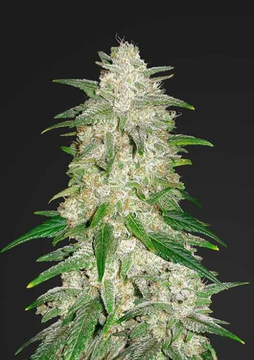 Gelat OG (Gelato x OG Kush) Auto Flower Regular Seeds 40pk Auto
