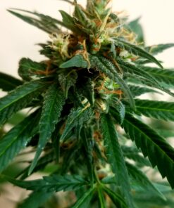 Banners Gold (Blue Mystic x Bruce Banner x Malawi Gold) - 12 Regs