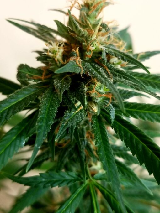Banners Gold (Blue Mystic x Bruce Banner x Malawi Gold) - 12 Regs