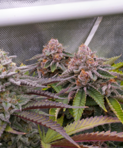 Strawberry Cream Cake x Bahama Berry 12+ Reg seeds
