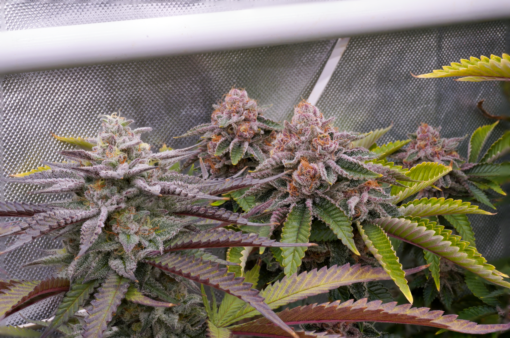 Strawberry Cream Cake x Bahama Berry 12+ Reg seeds