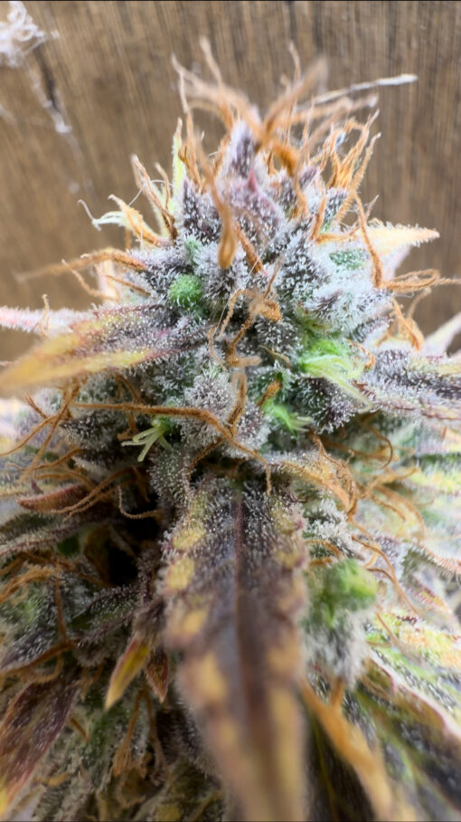 CCNLGUM S1 “Cherry Northern Lights”