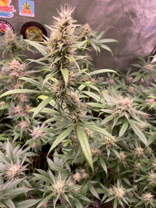 ? OG Lemon Haze ? - Image 3