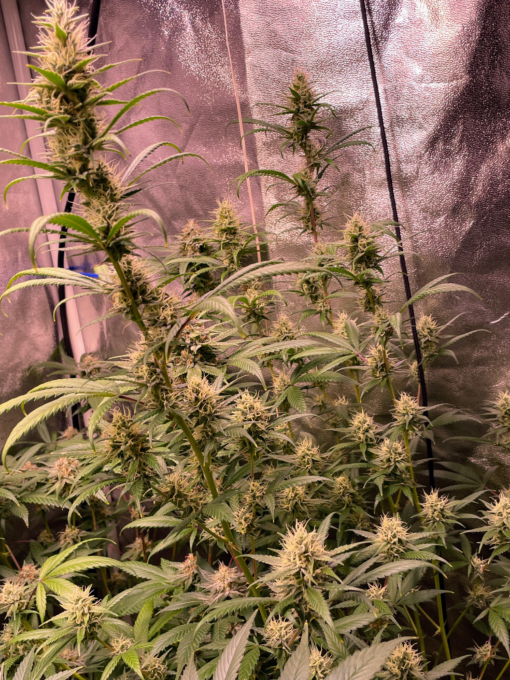 ? OG Lemon Haze ? - Image 6