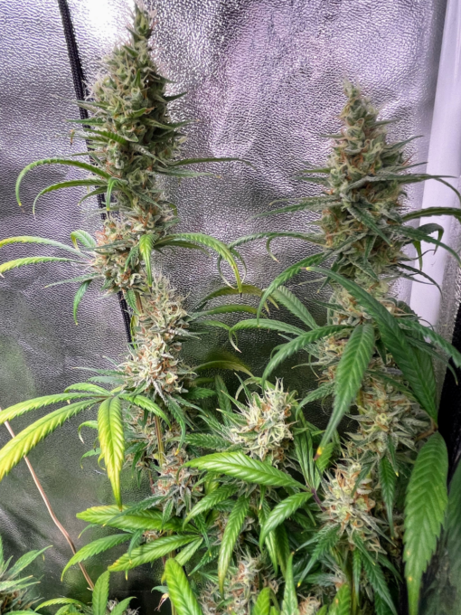 ? OG Lemon Haze ? - Image 4