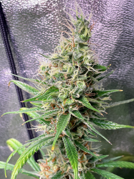? OG Lemon Haze ? - Image 5