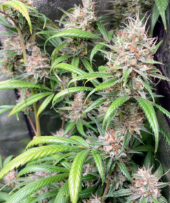 ? OG Lemon Haze ?