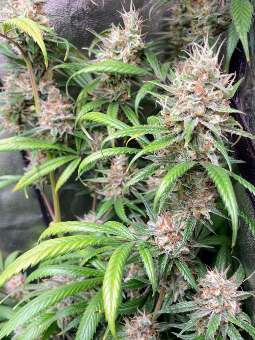 ? OG Lemon Haze ?