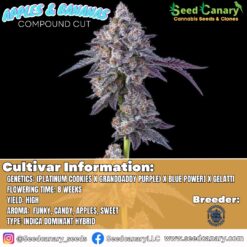 Apples & Bananas (Compound Cut) Rooted Clone