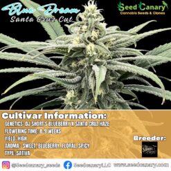 Blue Dream (Santa Cruz Cut) Rooted Clone