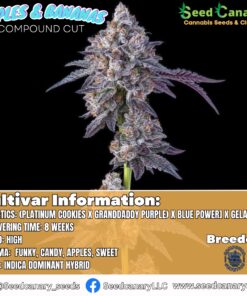 Apples & Bananas (Compound Cut) Rooted Clone