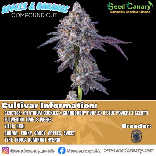 Apples & Bananas (Compound Cut) Rooted Clone