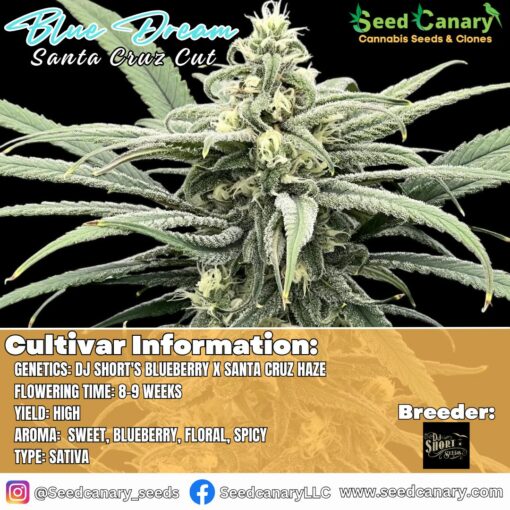 Blue Dream (Santa Cruz Cut) Rooted Clone