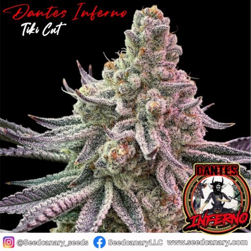 Dante's Inferno - (Tiki Cut) Rooted Clone - Image 2
