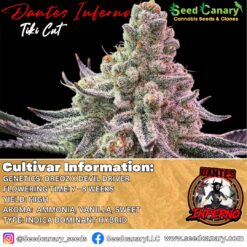 Dante's Inferno - (Tiki Cut) Rooted Clone