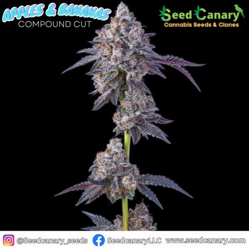 Apples & Bananas (Compound Cut) Rooted Clone - Image 2