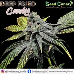 Deep Fried Candy - Feminized Seeds
