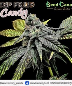 Deep Fried Candy - Feminized Seeds