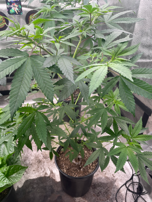 DurbanSkunk - Image 7