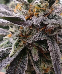 Blackberry Runtz(Strawberry Runtz x Tongue Splasher)