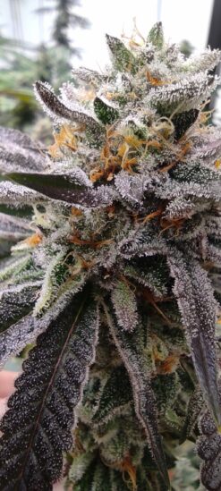 Blackberry Runtz(Strawberry Runtz x Tongue Splasher)