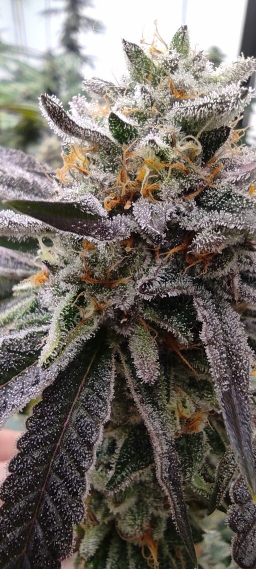 Blackberry Runtz(Strawberry Runtz x Tongue Splasher)