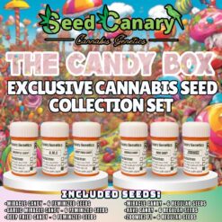 The Candy Box - Candy Themed Cannabis Seed Box