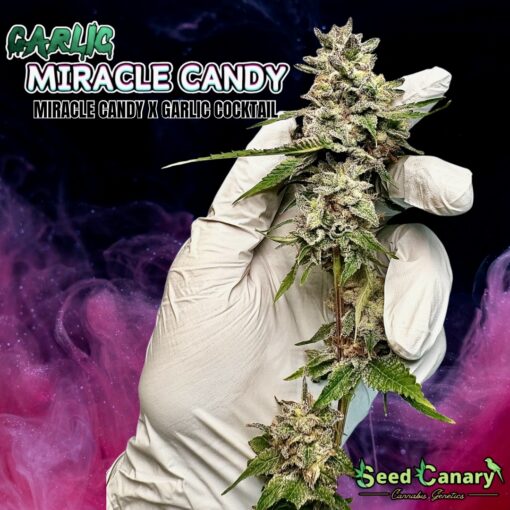 The Candy Box - Candy Themed Cannabis Seed Box - Image 6