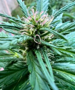 Pink Vietnamese (Vietnamese Black x Lemon Lime Do-Si-Dos x Bubblegum Pink Cookies)