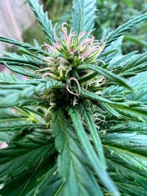 Pink Vietnamese (Vietnamese Black x Lemon Lime Do-Si-Dos x Bubblegum Pink Cookies)