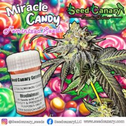 Miracle Candy (Zoomiez x Cap Junky) - Feminized Seeds