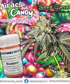 Miracle Candy (Zoomiez x Cap Junky) - Feminized Seeds