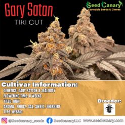Gary Satan - (Tiki Cut) Rooted Clone