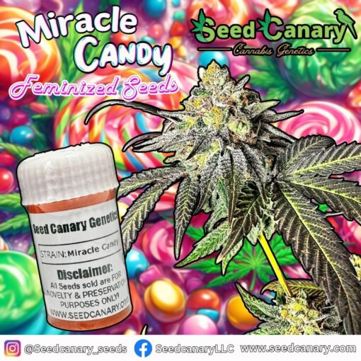 The Candy Box - Candy Themed Cannabis Seed Box - Image 5