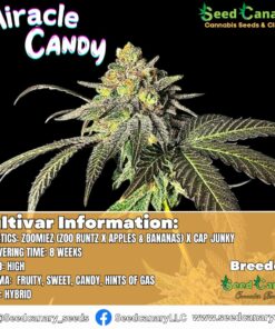 Miracle Candy (Canary's Cut) - Rooted Clone