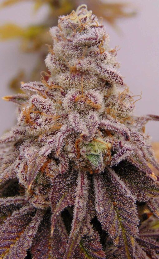 Truffle Gel Bx1 ((Gelonade x Chimera #10) x Gorilla Butter)
