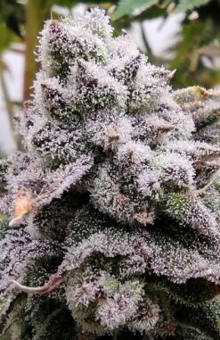 Tangerine Truffles F1