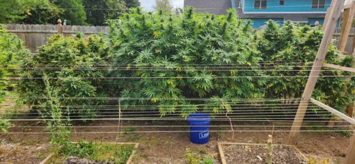 Meltdown f2 13 seeds free shipping to U.S. - Image 6